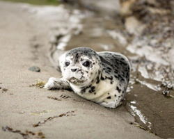 アザラシの赤ちゃん